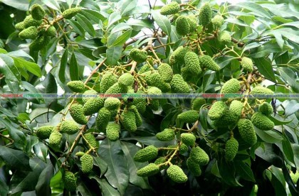 দিনাজপুরে আম-লিচুর শেষ মুহূর্তের পরিচর্যায় ব্যস্ত  বাগানিরা