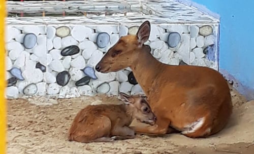 চট্টগ্রাম চিড়িয়াখানায় নতুন অতিথি