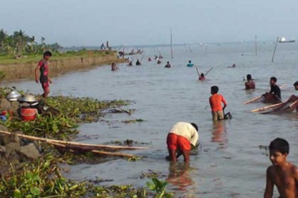 রায়পুরে গলদা চিংড়ির রেনু নিধনে চলছে মহোৎসব