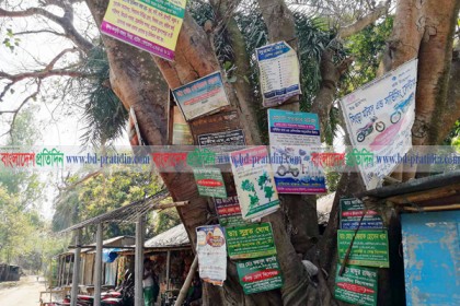 নাটোরে বিজ্ঞাপন প্রচারে গাছই ভরসা!
