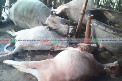 হালুয়াঘাটে বজ্রপাতে ৪ গবাদি পশুর মৃত্যু