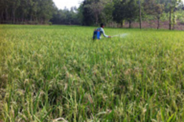 সখীপুরে ধানের পেটে চাউল নেই!