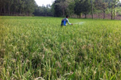 সখীপুরে ধানের পেটে চাউল নেই!