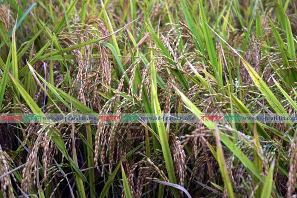মাগুরায় জিংক সমৃদ্ধ ধানের আবাদ বাড়ছে

