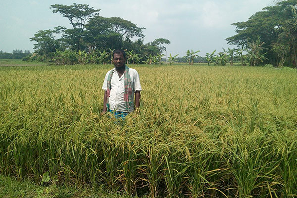 নোয়াখালীতে লক্ষ্যমাত্রা ছাড়িয়েছে বোরোর আবাদ