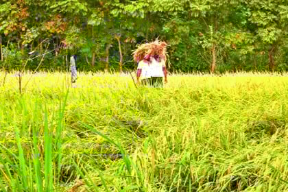 কৃষকদের সম্মান দিয়ে ঋণ প্রদানের আহবান


