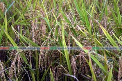 মাগুরায় জিংক সমৃদ্ধ ধানের আবাদ বাড়ছে

