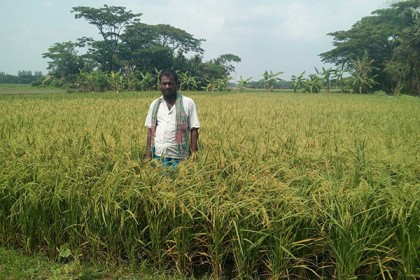 নোয়াখালীতে লক্ষ্যমাত্রা ছাড়িয়েছে বোরোর আবাদ