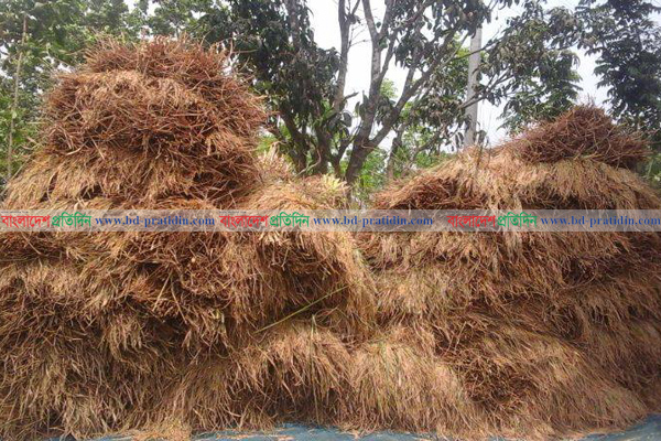কৃষি কর্মকর্তার 'ভুল' পরামর্শের অভিযোগ কৃষকের