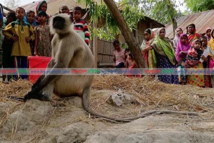 লোকালয়ে হনুমান, উৎসুক জনতার ভিড়

