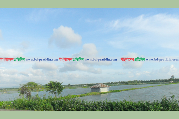 মিরসরাইয়ে নীরব মৎস্য বিপ্লব

