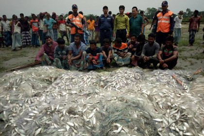 রায়পুরে ১৮ মণ জাটকাসহ ১০ জেলে আটক

