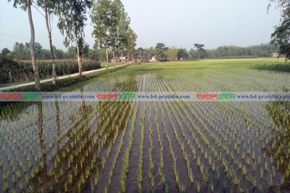 দিনাজপুরে আউশ চাষে ঝুকছে কৃষক, কমেছে পাট চাষ