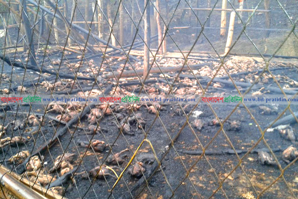 লামায় আগুনে পুড়ল ৩ হাজার মুরগি

