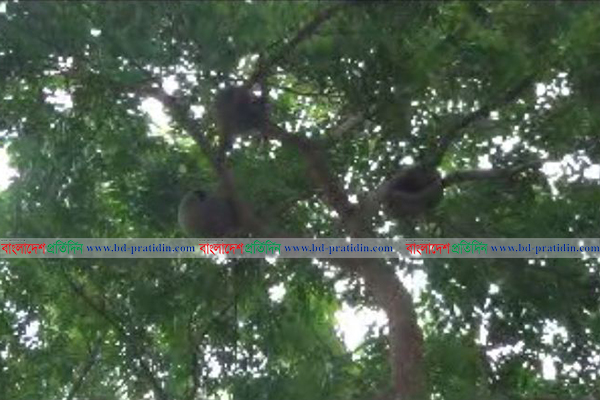 মহারাজার দিঘিকে পাখির অভয়াশ্রম ঘোষণা 
