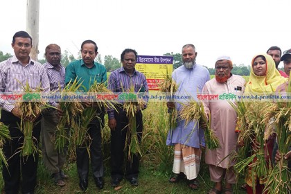 ৫ জেলায় ব্রি ধান-৮১ প্রথম চাষ