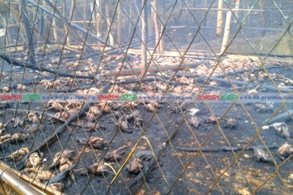 লামায় আগুনে পুড়ল ৩ হাজার মুরগি

