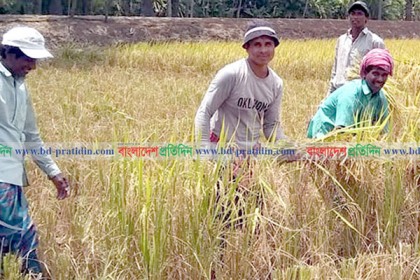 উপকূলীয় বিস্তীর্ণ মাঠজুড়ে পাকা ধানের ঘ্রাণ 

