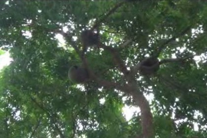 পঞ্চগড়ের মহারাজার দিঘীকে পাখির অভয়াশ্রম ঘোষণা 

