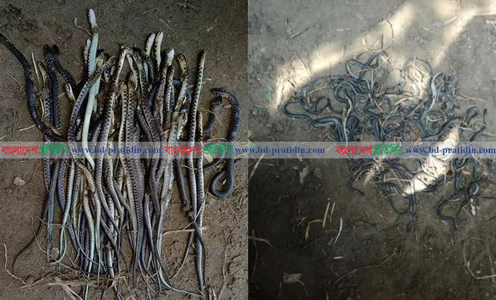 বাঞ্ছারামপুরে সাপ আতঙ্ক, এক নারীর মৃত্যু