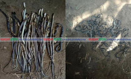 বাঞ্ছারামপুরে সাপ আতঙ্ক, এক নারীর মৃত্যু