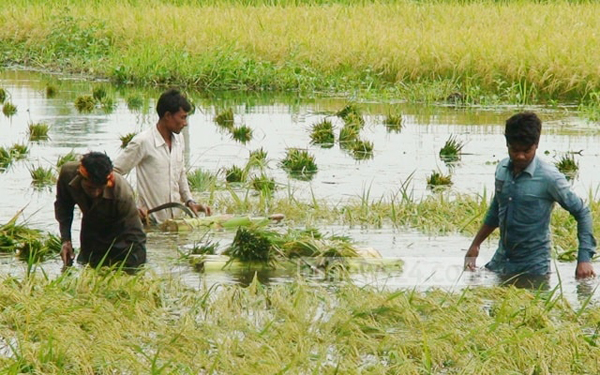 চলনবিলে শ্রমিক সংকট, পানিতে ডুবছে ধান!