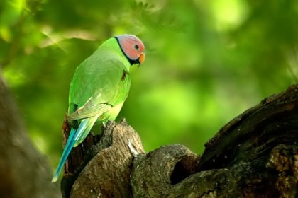 যে কারণে বন্য পাখি পালা যাবে না