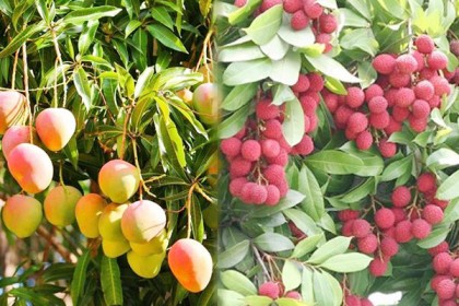 রাবির আম ও লিচু বাগান ছাত্রলীগের দখলে 

