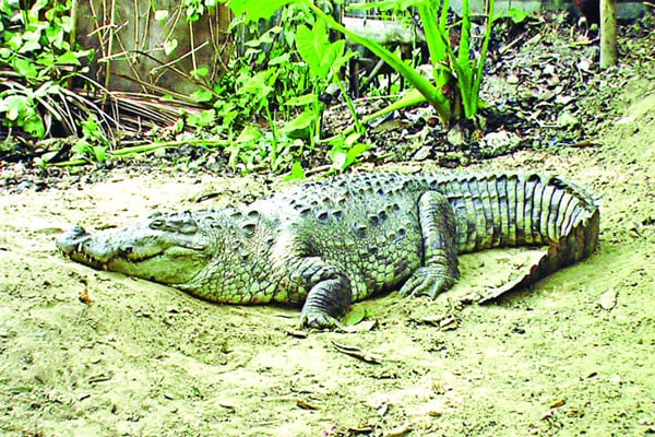 ডিম পেড়েছে খানজাহান মাজার দীঘির কুমির