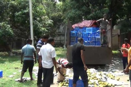 সাতক্ষীরায় ৩০০ মণ আম জব্দ