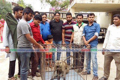 বগুড়ায় মুখপোড়া হনুমান উদ্ধার