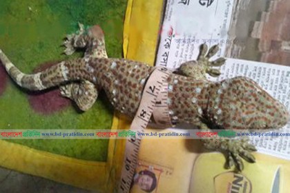 নেত্রকোনায় তক্ষকসহ আটক ২ 