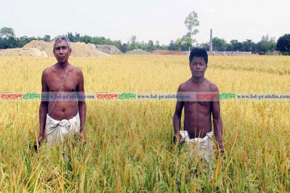 দিনাজপুরে ইটভাটার ধোঁয়ায় পুড়ছে কৃষকের স্বপ্ন