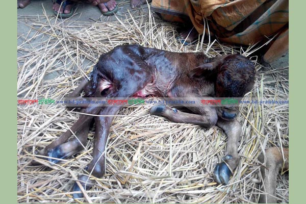 ৬ পা বিশিষ্ট বাছুরের জন্ম