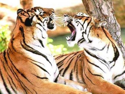 চিড়িয়াখানার বাঘের উচ্ছিষ্ট মাংসও চলে আসে বাজারে!

