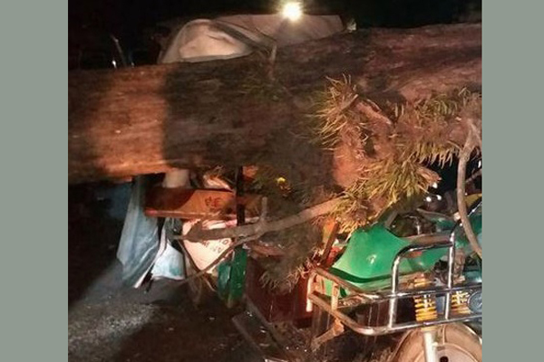 কক্সবাজারে ইজিবাইকের ওপর গাছ পড়ে আহত ৪