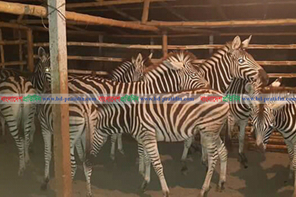 যশোরে গরুর গোয়াল থেকে ১০ জেব্রা উদ্ধার