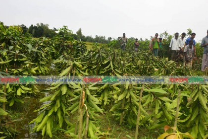 বগুড়ার ধুনটে শত্রুতার বলি চারাগাছ 

