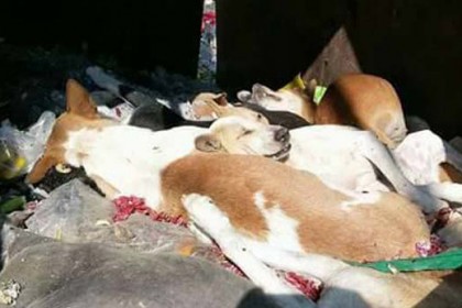 ১৬ কুকুরকে জীবন্ত পুঁতে ফেলার দায়ে নিরাপত্তা প্রহরীকে ৬ মাসের জেল