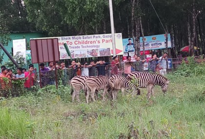 সেই ৮ জেব্রা বঙ্গবন্ধু শেখ মুজিব সাফারি পার্কে অবমুক্ত