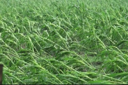 মাটির সাথে মিশে গেল কৃষকের স্বপ্ন