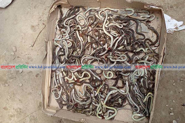 স্কুলের অফিস কক্ষে ৪৬৫টি সাপ, শিক্ষার্থীরা আতঙ্কে! 

