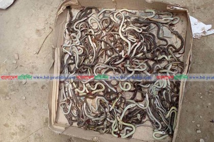 স্কুলের অফিস কক্ষে ৪৬৫টি সাপ, শিক্ষার্থীরা আতঙ্কে! 

