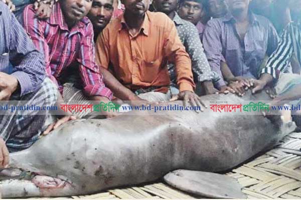 তিস্তায় ধরা পড়ল ৫ মণ ওজনের ডলফিন!