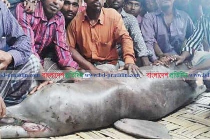 তিস্তায় ধরা পড়ল ৫ মণ ওজনের ডলফিন!