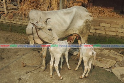 বাগাতিপাড়ায় একই সঙ্গে ২ বাছুর প্রসব গাভীর!