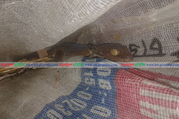 পাথরঘাটায় তক্ষক অবমুক্ত