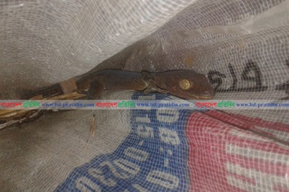 পাথরঘাটায় তক্ষক অবমুক্ত