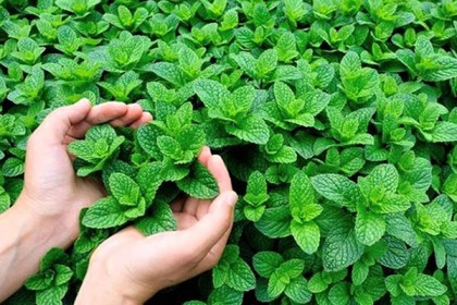 ইফতারিতে রাখুন 'মহৌষধ' পুদিনা পাতা