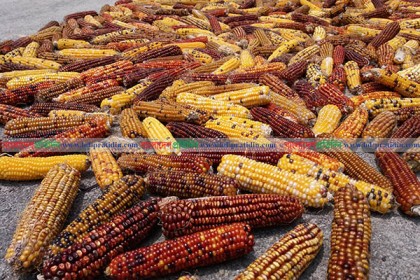 কম খরচে বেশি লাভ কালার পপকর্ন চাষে
